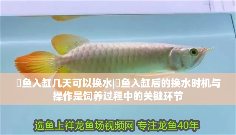 魟魚入缸幾天可以換水|魟魚入缸后的換水時機與操作是飼養(yǎng)過程中的關鍵環(huán)節(jié)