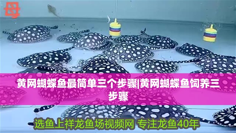 黃網蝴蝶魚最簡單三個步驟|黃網蝴蝶魚飼養三步驟