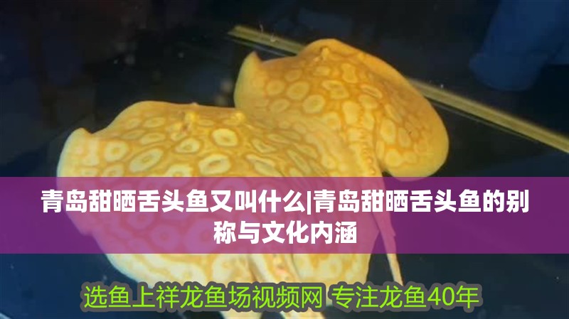 青島甜曬舌頭魚又叫什么|青島甜曬舌頭魚的別稱與文化內涵