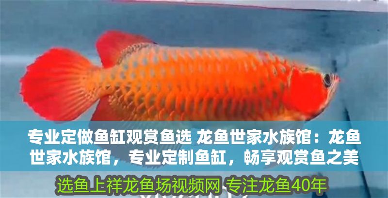 專業定做魚缸觀賞魚選 龍魚世家水族館：龍魚世家水族館，專業定制魚缸，暢享觀賞魚之美