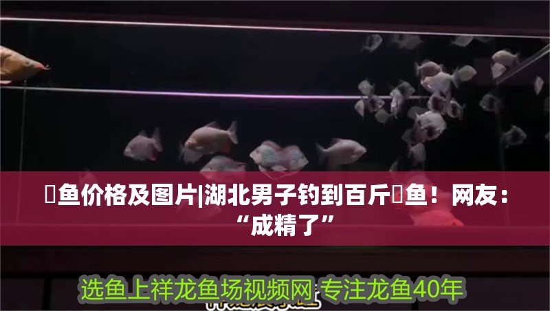 鳡魚價格及圖片|<strong><mark>湖北</mark></strong>男子釣到百斤鳡魚！網(wǎng)友：“成精了”