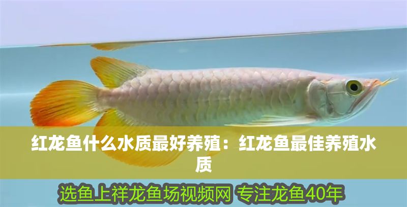 紅龍魚什么水質最好養殖：紅龍魚最佳養殖水質 紅龍魚什么水質最好養殖：紅龍魚最佳養殖水質 紅龍魚百科 第1張