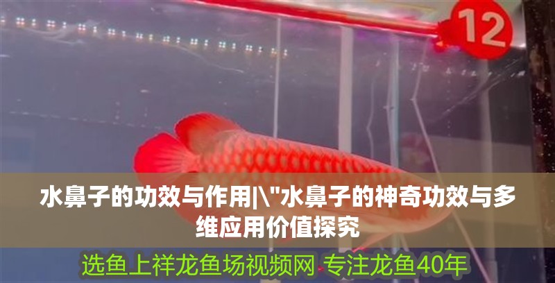 水鼻子的功效與作用|\