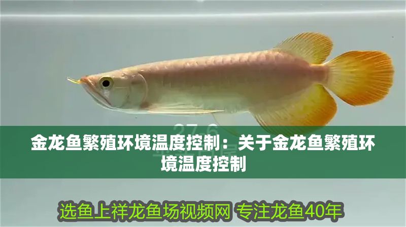 金龍魚繁殖環境溫度控制：關于金龍魚繁殖環境溫度控制