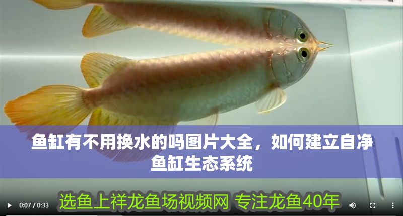 魚缸有不用換水的嗎圖片大全，如何建立自凈魚缸生態系統