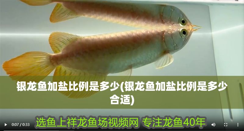 銀龍魚加鹽比例是多少(銀龍魚加鹽比例是多少合適)