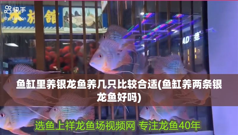魚缸里養銀龍魚養幾只比較合適(魚缸養兩條銀龍魚好嗎)