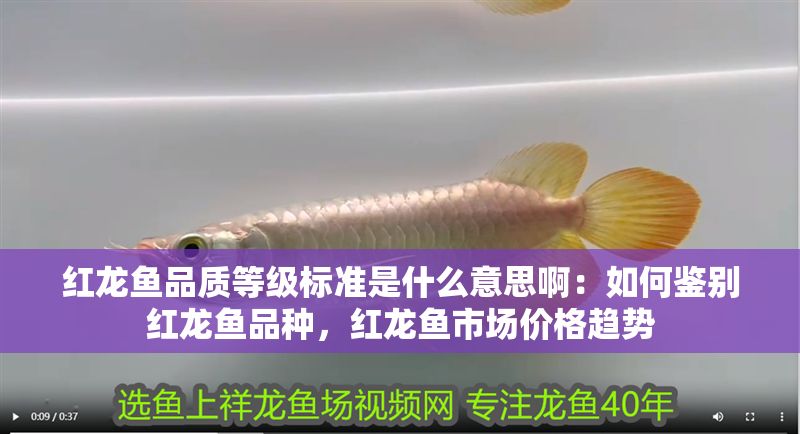 紅龍魚(yú)品質(zhì)等級(jí)標(biāo)準(zhǔn)是什么意思啊：如何鑒別紅龍魚(yú)品種，紅龍魚(yú)市場(chǎng)價(jià)格趨勢(shì)
