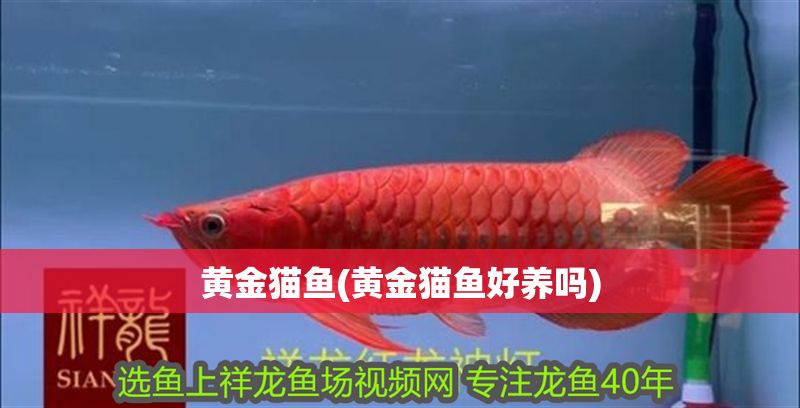 黃金貓魚(黃金貓魚好養嗎)