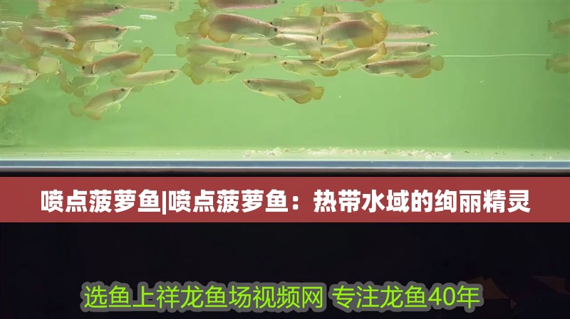 噴點菠蘿魚|噴點菠蘿魚：熱帶水域的絢麗精靈