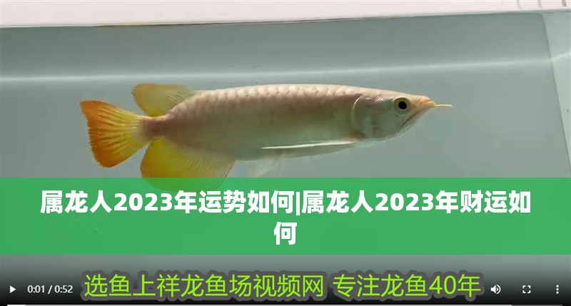 屬龍人2023年運勢如何|屬龍人2023年財運如何