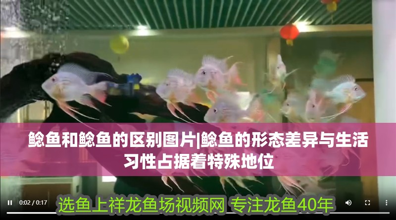 鯰魚和鯰魚的區(qū)別圖片|鯰魚的形態(tài)差異與生活習性占據(jù)著特殊地位