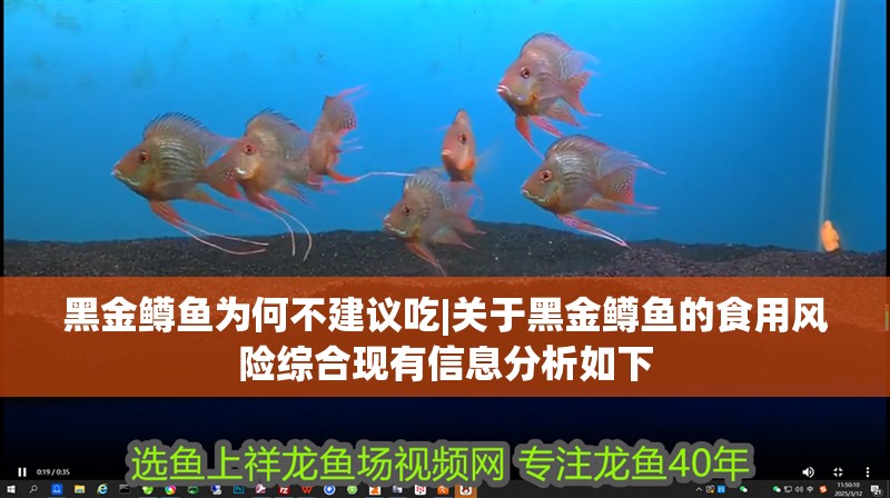 黑金鱒魚為何不建議吃|關于黑金鱒魚的食用風險綜合現有信息分析如下