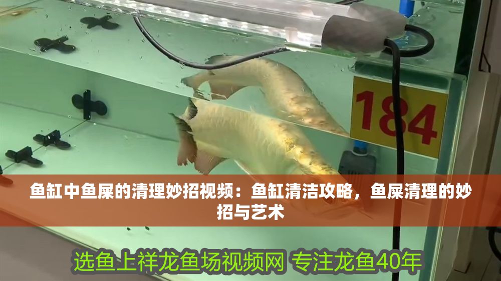 魚缸中魚屎的清理妙招視頻：魚缸清潔攻略，魚屎清理的妙招與藝術(shù)
