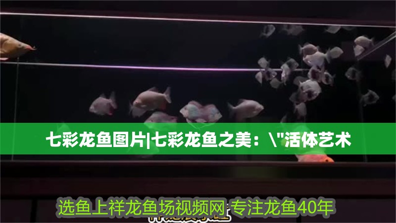 七彩龍魚圖片|七彩龍魚之美：\