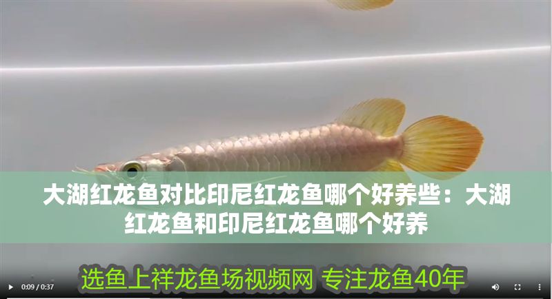 大湖紅龍魚對比印尼紅龍魚哪個好養些：大湖紅龍魚和印尼紅龍魚哪個好養
