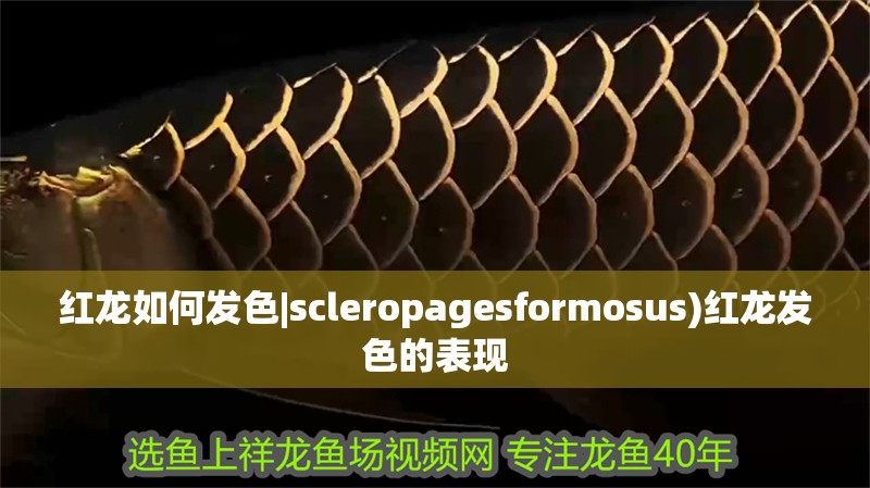 紅龍如何發色|scleropagesformosus)紅龍發色的表現