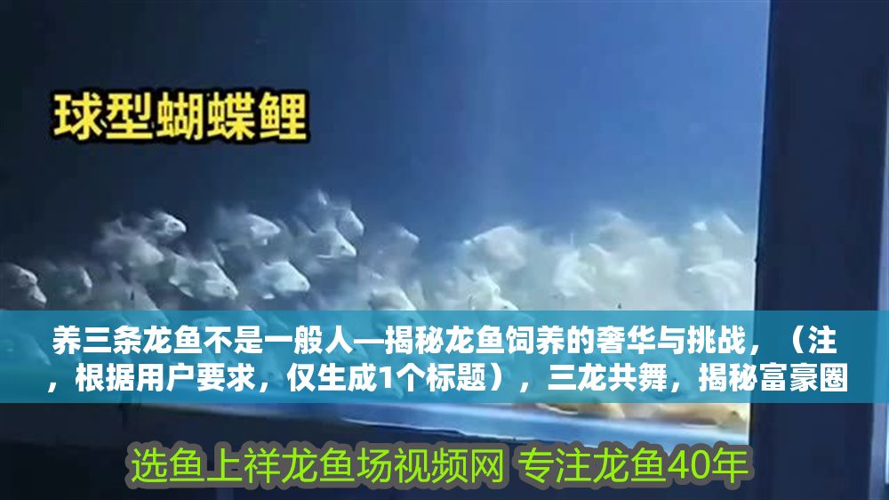 詳細閱讀:養三條龍魚不是一般人—揭秘龍魚飼養的奢華與挑戰,(注,根據用戶要求,僅生成1個標題),三龍共舞,揭秘富豪圈層龍魚飼養的百萬級投入與生死博弈,設計說明,聚焦三條龍魚的特殊性,用共舞增強畫面感;富豪圈層百萬級投入直擊奢華本質,生死博弈點明挑戰,吸引目標讀者點擊) 養三條龍魚不是一般人—揭秘龍魚飼養的奢華與挑戰,(注,根據用戶要求,僅生成1個標題),三龍共舞,揭秘富豪圈層龍魚飼養的百萬級投入與生死博弈,設計說明,聚焦三條龍魚的特殊性,用共舞增強畫面感;富豪圈層百萬級投入直擊奢華本質,生死博弈點明挑戰,吸引目標讀者點擊)