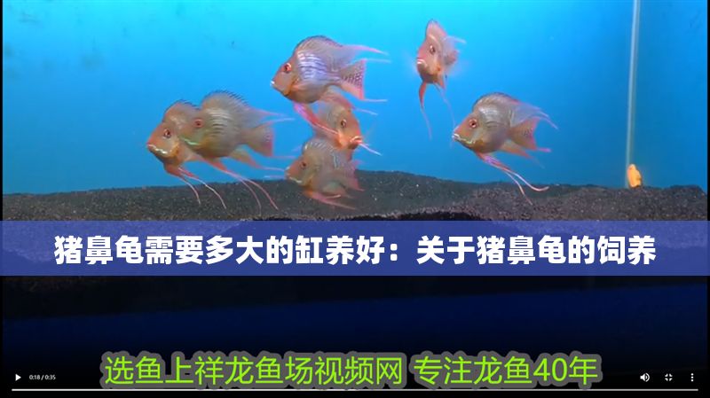 豬鼻龜需要多大的缸養好：關于豬鼻龜的飼養