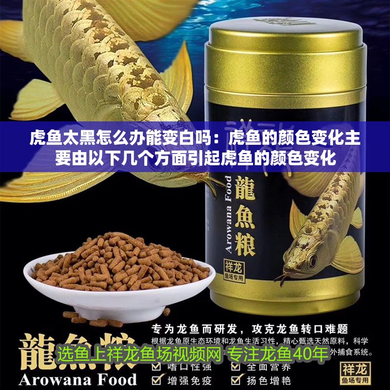 虎魚太黑怎么辦能變白嗎：虎魚的顏色變化主要由以下幾個方面引起虎魚的顏色變化