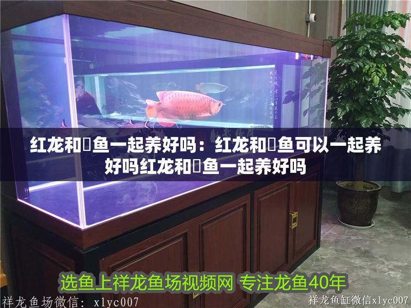 詳細(xì)閱讀:紅龍和魟魚(yú)一起養(yǎng)好嗎:紅龍和魟魚(yú)可以一起養(yǎng)好嗎紅龍和魟魚(yú)一起養(yǎng)好嗎 紅龍和魟魚(yú)一起養(yǎng)好嗎:紅龍和魟魚(yú)可以一起養(yǎng)好嗎紅龍和魟魚(yú)一起養(yǎng)好嗎