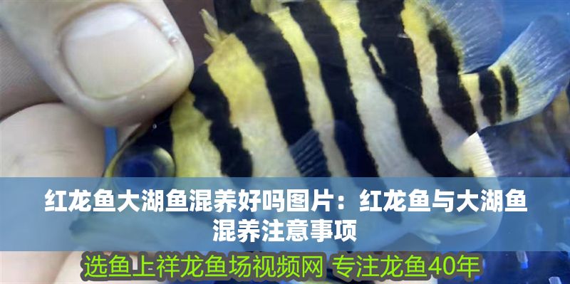 紅龍魚大湖魚混養好嗎圖片：紅龍魚與大湖魚混養注意事項