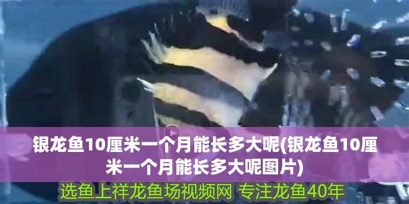 銀龍魚10厘米一個月能長多大呢(銀龍魚10厘米一個月能長多大呢圖片)