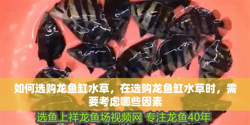 如何選購龍魚缸水草，在選購龍魚缸水草時，需要考慮哪些因素