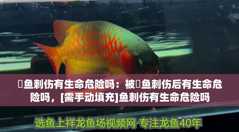 魟魚刺傷有生命危險嗎：被魟魚刺傷后有生命危險嗎，[需手動填充]魚刺傷有生命危險嗎