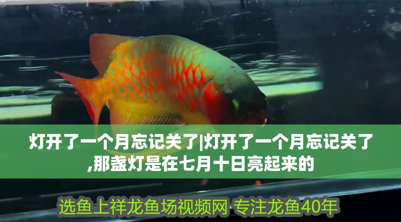 燈開了一個月忘記關了|燈開了一個月忘記關了,那盞燈是在七月十日亮起來的