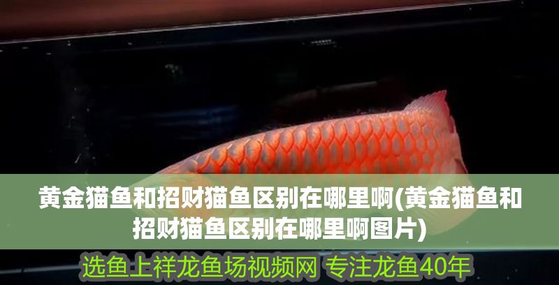 黃金貓魚和招財貓魚區別在哪里啊(黃金貓魚和招財貓魚區別在哪里啊圖片) 黃金貓魚和招財貓魚區別在哪里啊(黃金貓魚和招財貓魚區別在哪里啊圖片) 黃金貓魚百科 第1張