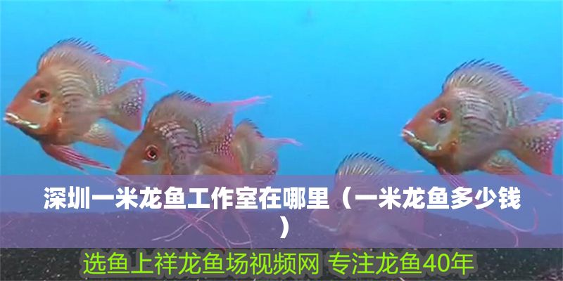 深圳一米龍魚工作室在哪里（一米龍魚多少錢）