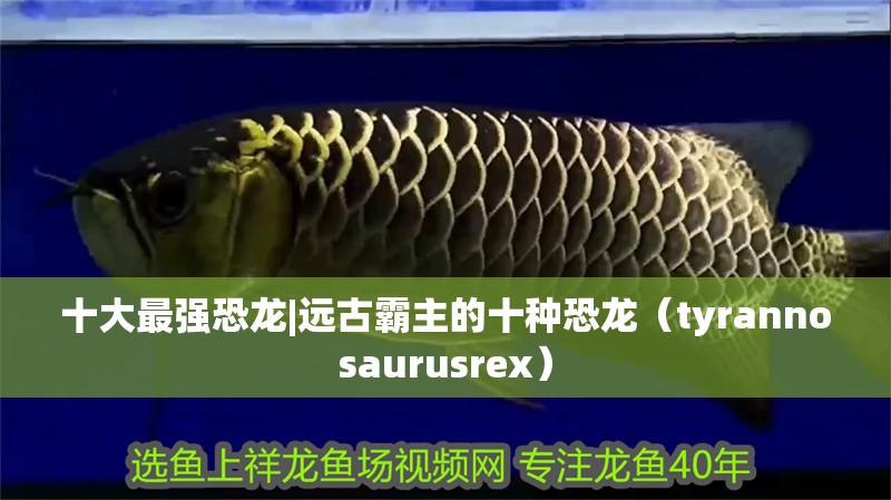 十大最強恐龍|遠古霸主的十種恐龍（tyrannosaurusrex）