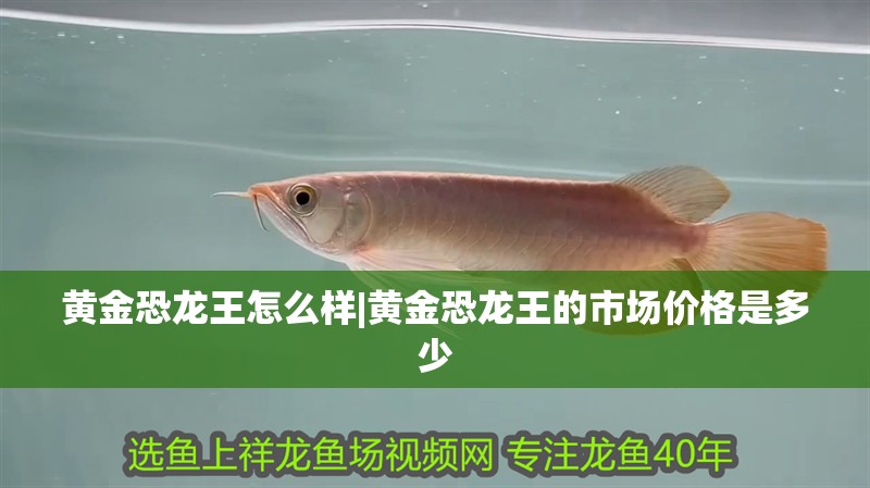黃金恐龍王怎么樣|黃金恐龍王的市場價格是多少 黃金恐龍王怎么樣|黃金恐龍王的市場價格是多少 龍魚論壇