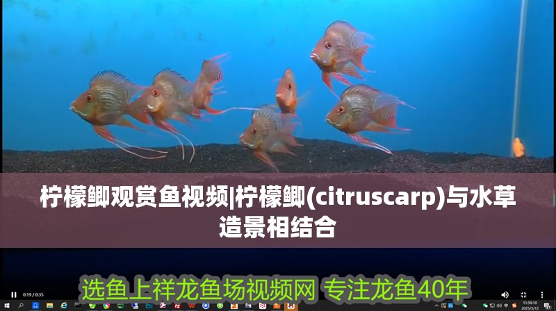 檸檬鯽觀賞魚視頻|檸檬鯽(citruscarp)與水草造景相結(jié)合