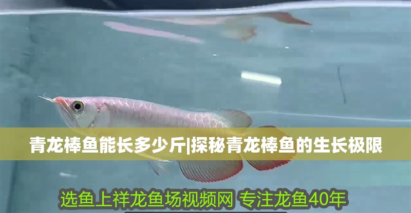 青龍棒魚能長多少斤|探秘青龍棒魚的生長極限