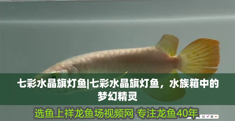 七彩水晶旗燈魚|七彩水晶旗燈魚，水族箱中的夢幻精靈