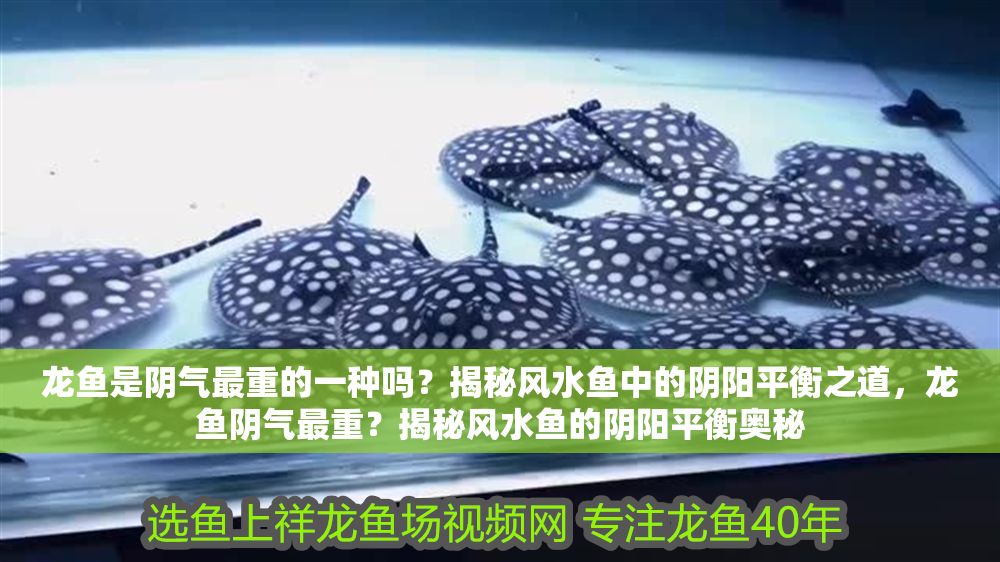 詳細閱讀:龍魚是陰氣最重的一種嗎?揭秘風水魚中的陰陽平衡之道,龍魚陰氣最重?揭秘風水魚的陰陽平衡奧秘 龍魚是陰氣最重的一種嗎?揭秘風水魚中的陰陽平衡之道,龍魚陰氣最重?揭秘風水魚的陰陽平衡奧秘