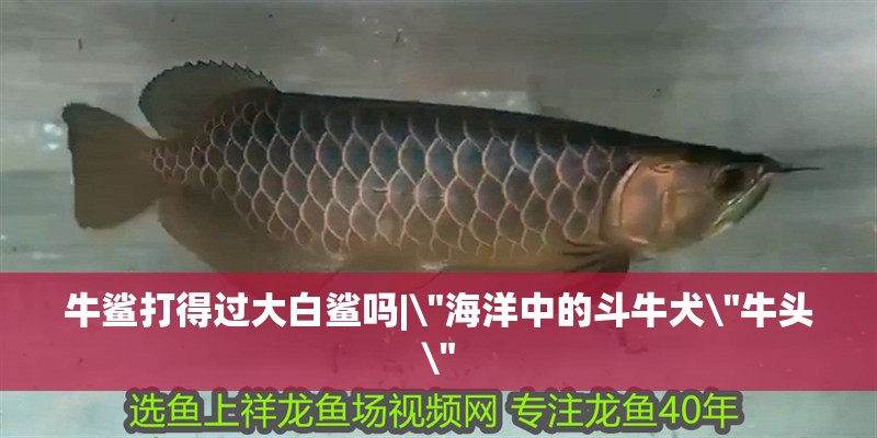 牛鯊打得過大白鯊嗎|\