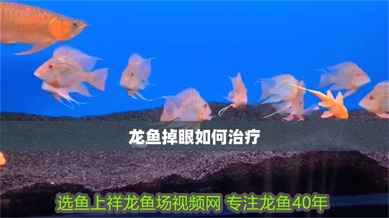 龍魚掉眼如何治療