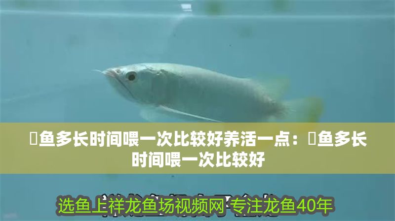魟魚多長時間喂一次比較好養(yǎng)活一點：魟魚多長時間喂一次比較好