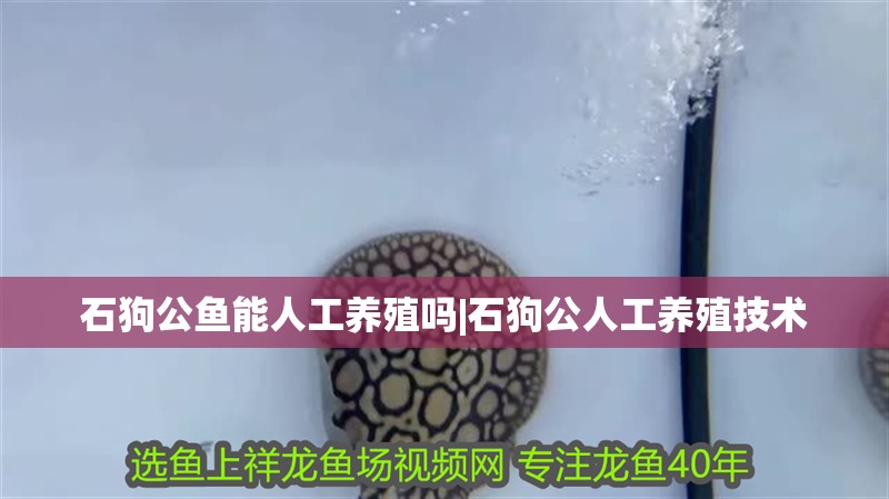石狗公魚能人工養殖嗎|石狗公人工養殖技術