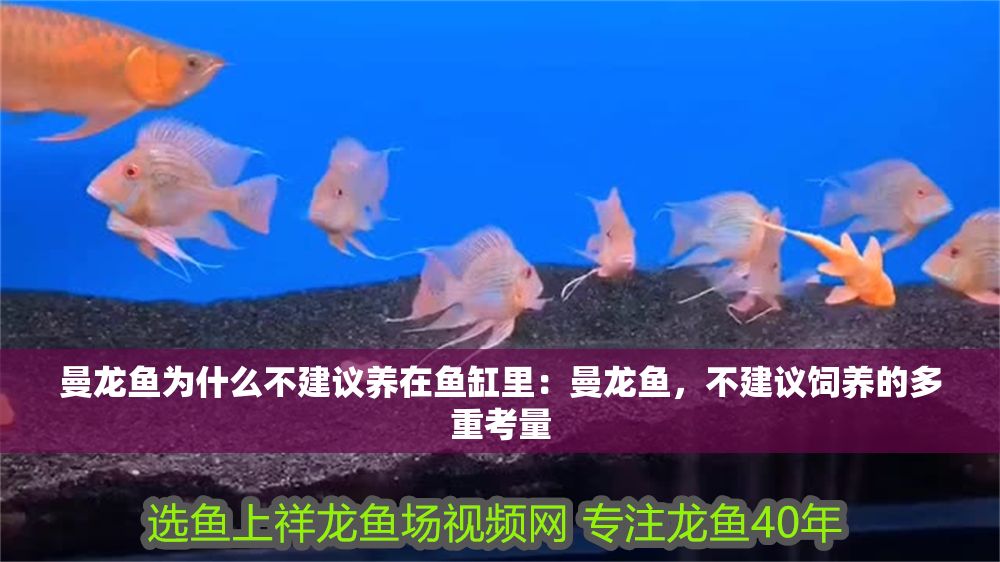 詳細閱讀:曼龍魚為什么不建議養(yǎng)在魚缸里:曼龍魚,不建議飼養(yǎng)的多重考量 曼龍魚為什么不建議養(yǎng)在魚缸里:曼龍魚,不建議飼養(yǎng)的多重考量