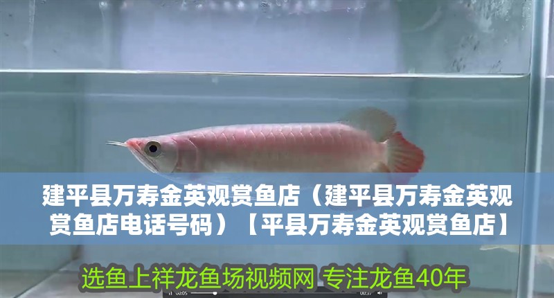 建平縣萬壽金英觀賞魚店（建平縣萬壽金英觀賞魚店電話號碼）【平縣萬壽金英觀賞魚店】