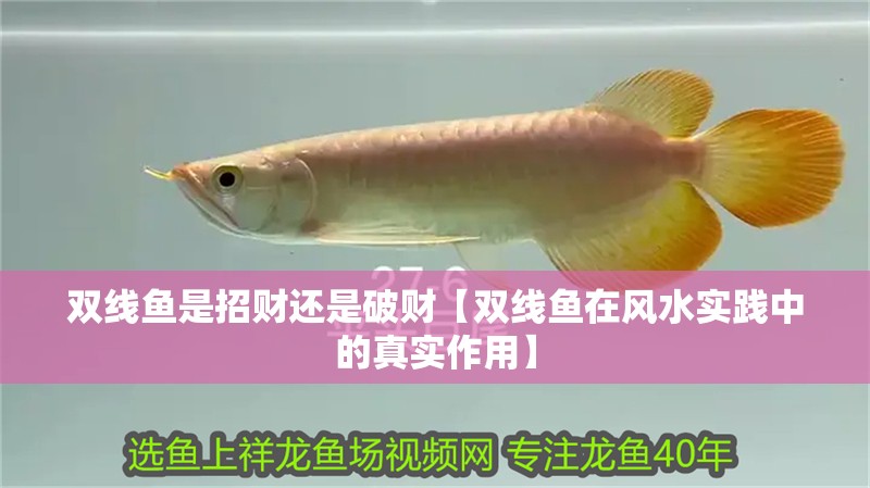 雙線魚(yú)是招財(cái)還是破財(cái)【雙線魚(yú)在風(fēng)水實(shí)踐中的真實(shí)作用】