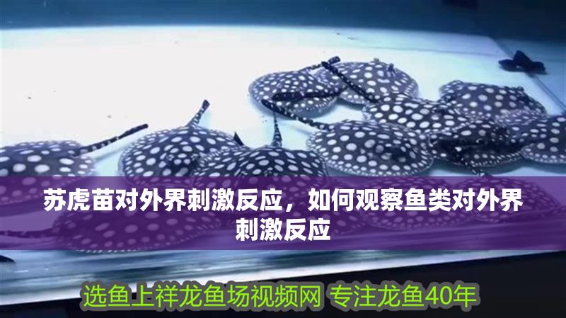 蘇虎苗對外界刺激反應，如何觀察魚類對外界刺激反應