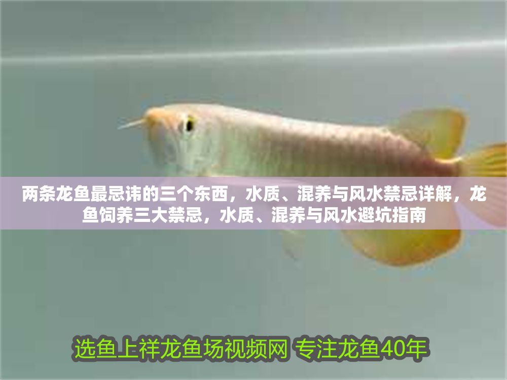 兩條龍魚最忌諱的三個東西，水質、混養與風水禁忌詳解，龍魚飼養三大禁忌，水質、混養與風水避坑指南