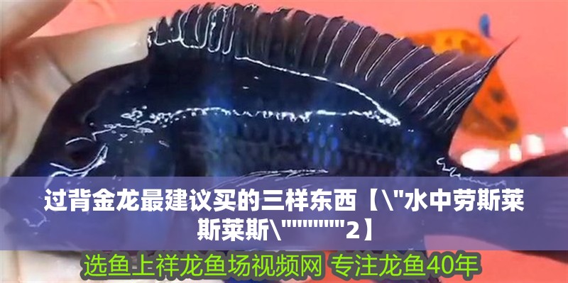 過背金龍最建議買的三樣東西【\