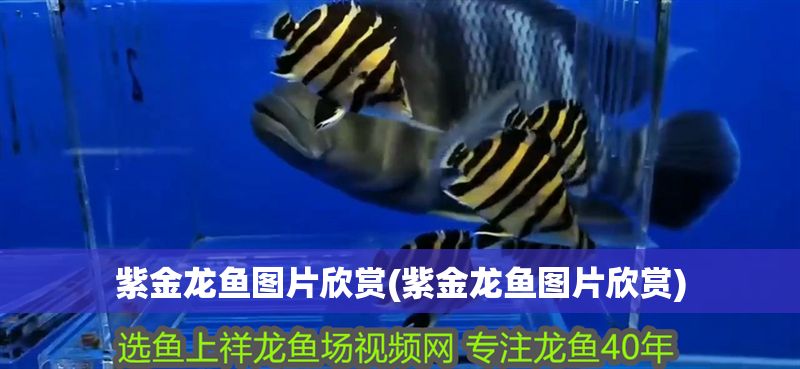 紫金龍魚圖片欣賞(紫金龍魚圖片欣賞)