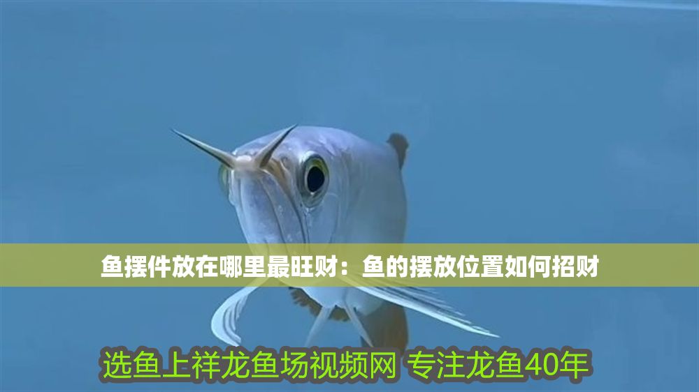 魚擺件放在哪里最旺財：魚的擺放位置如何招財